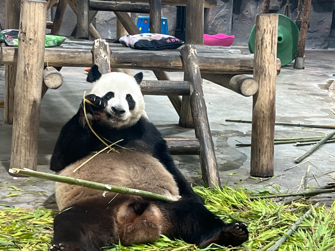 所有郑州人免费了！赢多多观光车带你嗨玩竹海野生动物园！