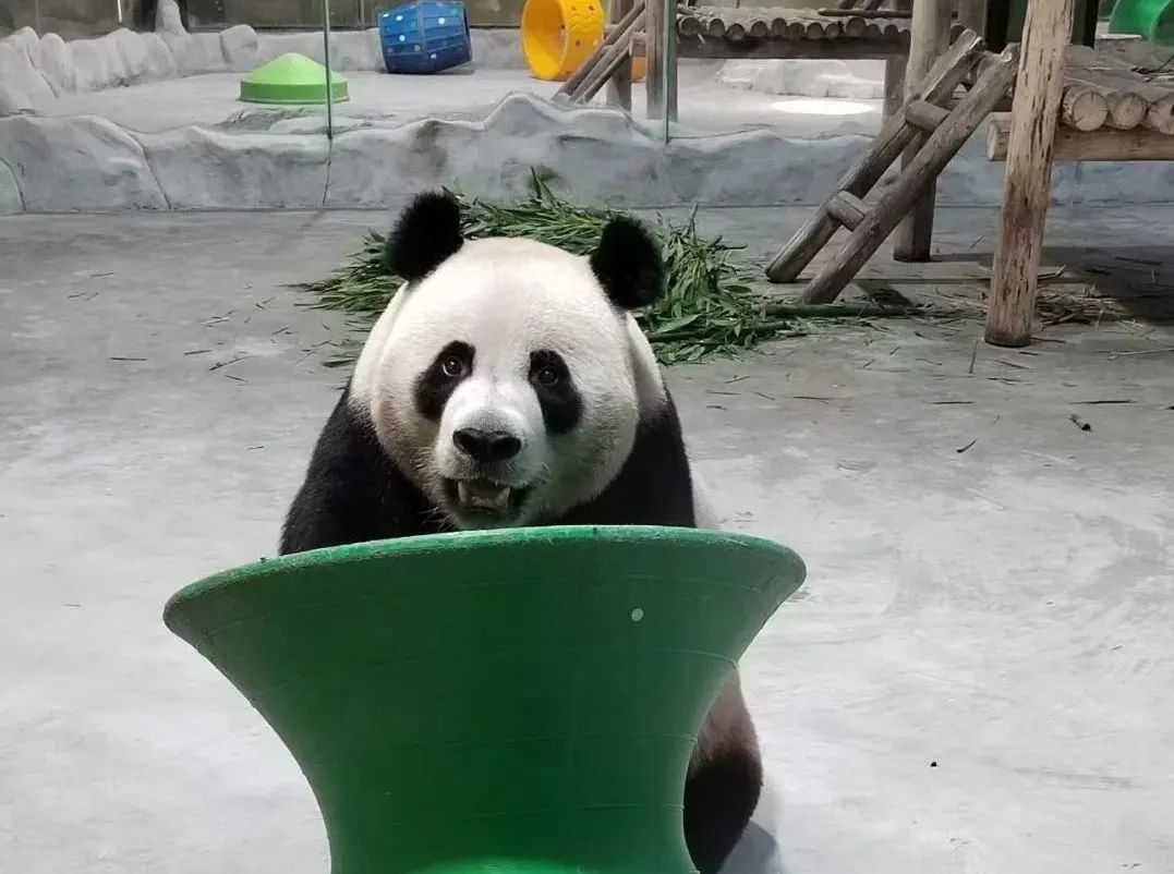 所有郑州人免费了！赢多多观光车带你嗨玩竹海野生动物园！